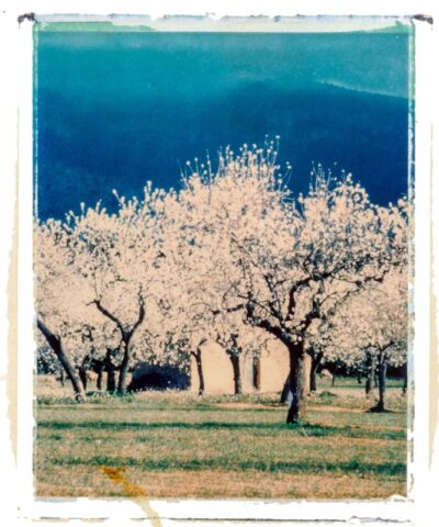 Almond trees in bloom