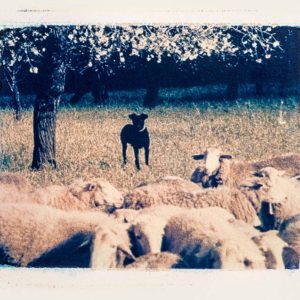 Ramat ovelles amb gos