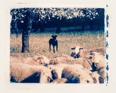 The best shepherd