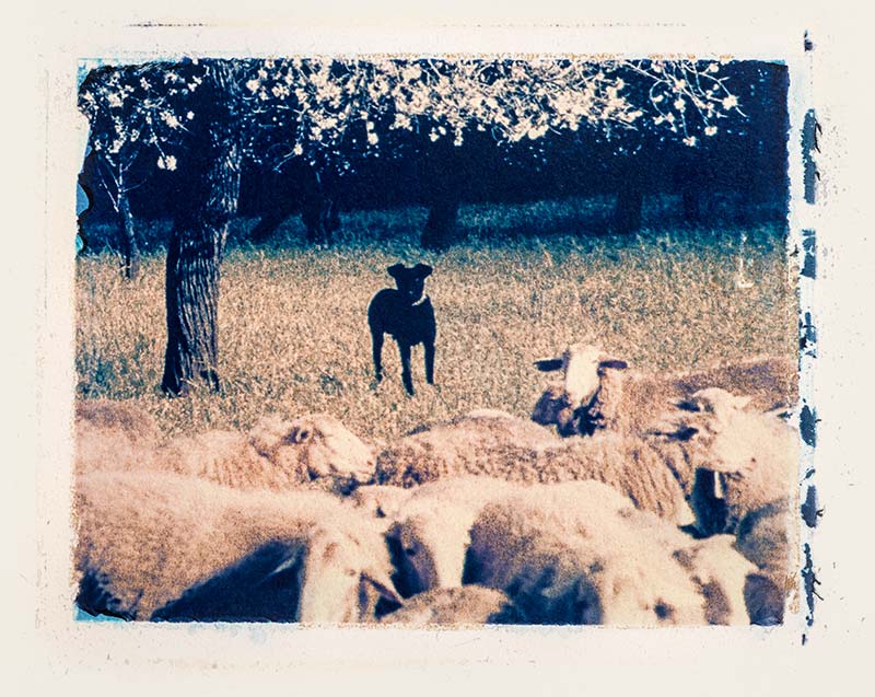 Rebaño de ovejas con perro