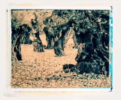 Olive trees