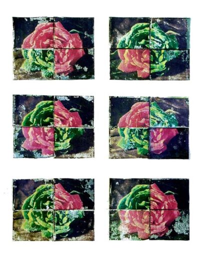 Metamorfosis Rosa Col (x24)